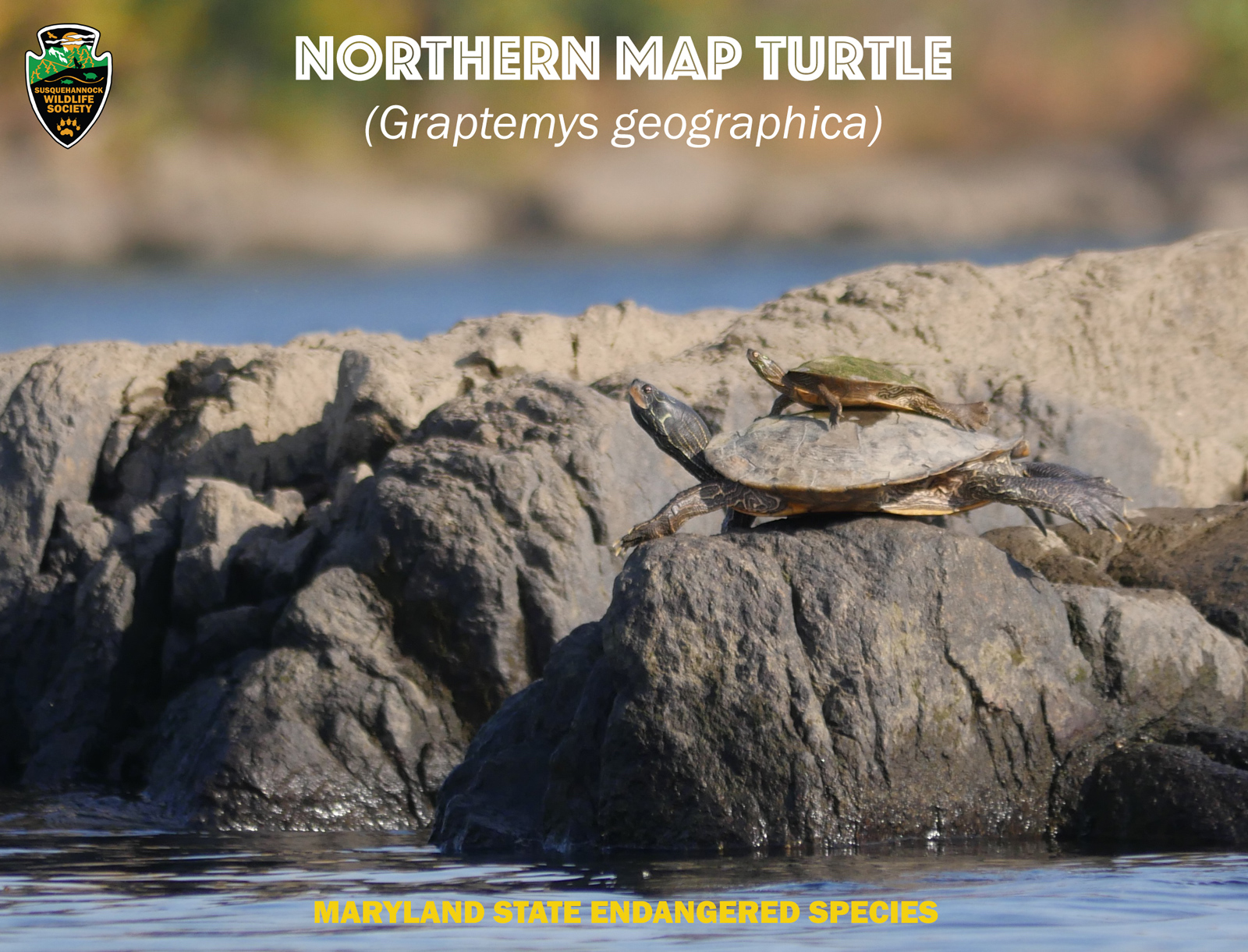 Endangered Species Day Spotlight – Northern Map Turtle