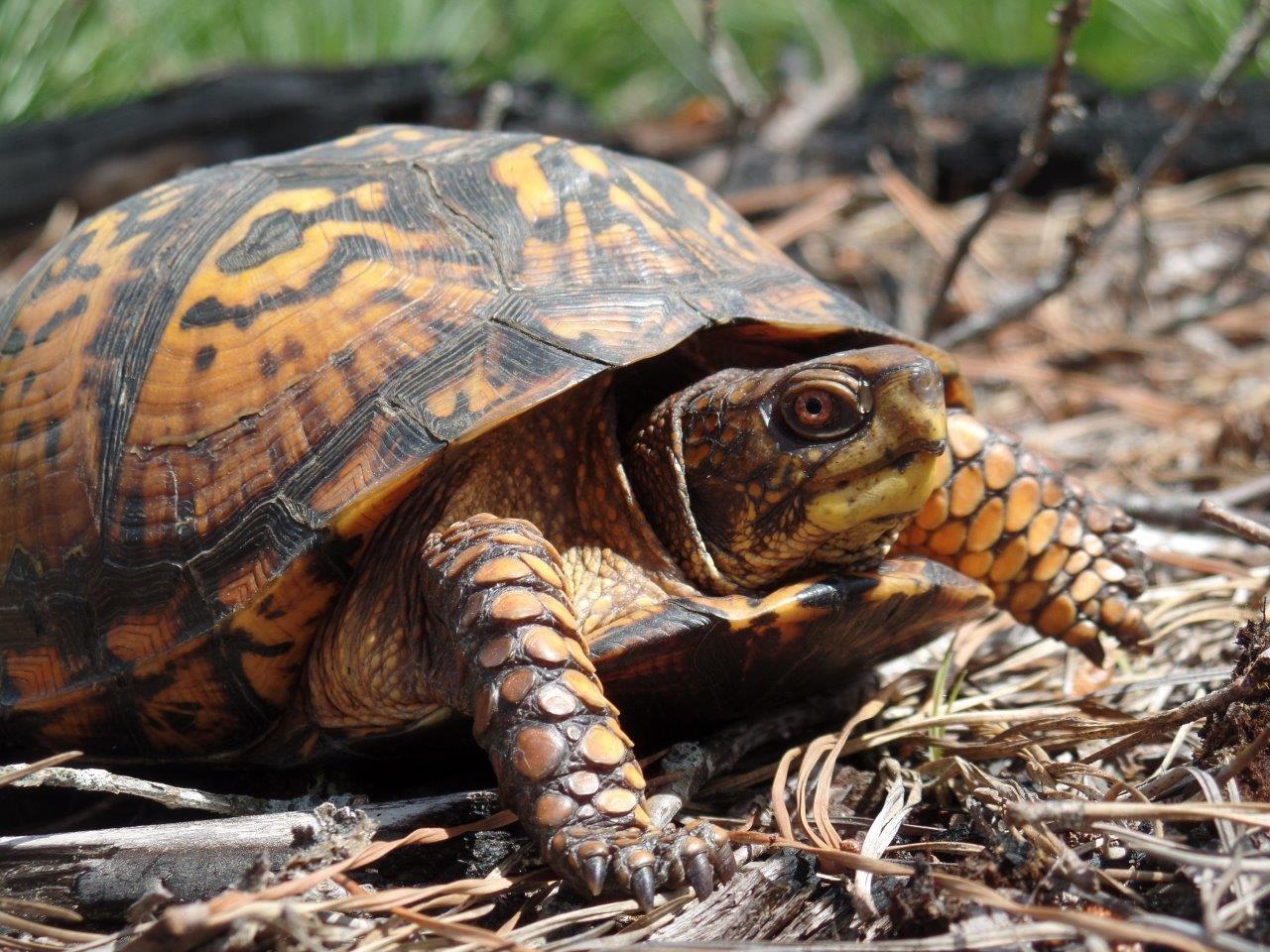 Wildlife Experts Agree: Native Turtles in the U.S. Are Under Siege From Illegal Collection
