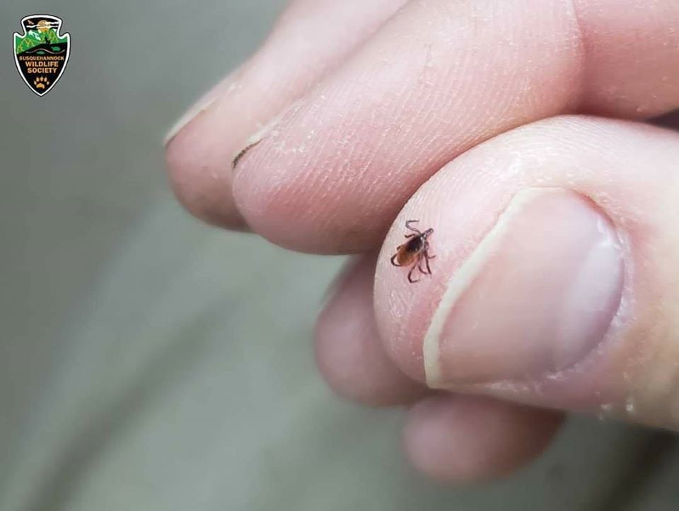 A Reminder About Ticks…