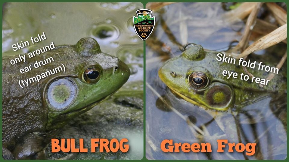 Bull Frog or Green Frog?