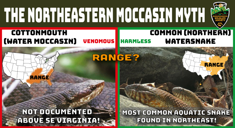 The Northeastern Moccasin Myth