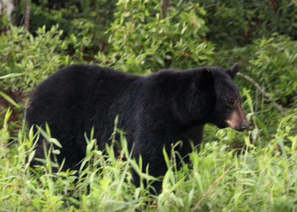 Reminder About Living with Black Bears