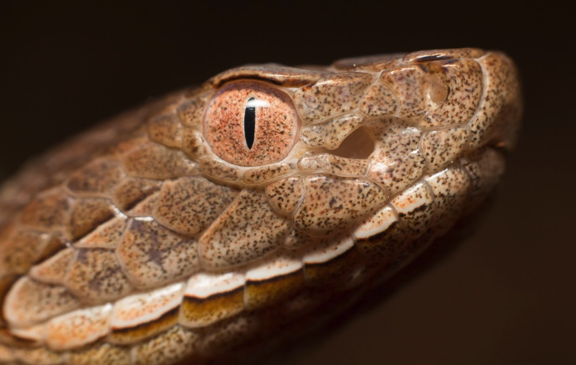 How Likely is a Copperhead Bite? New Research Helps Shed Light on This Misunderstood Species