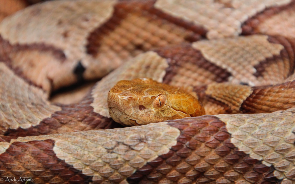 Shed your misconceptions about snakes