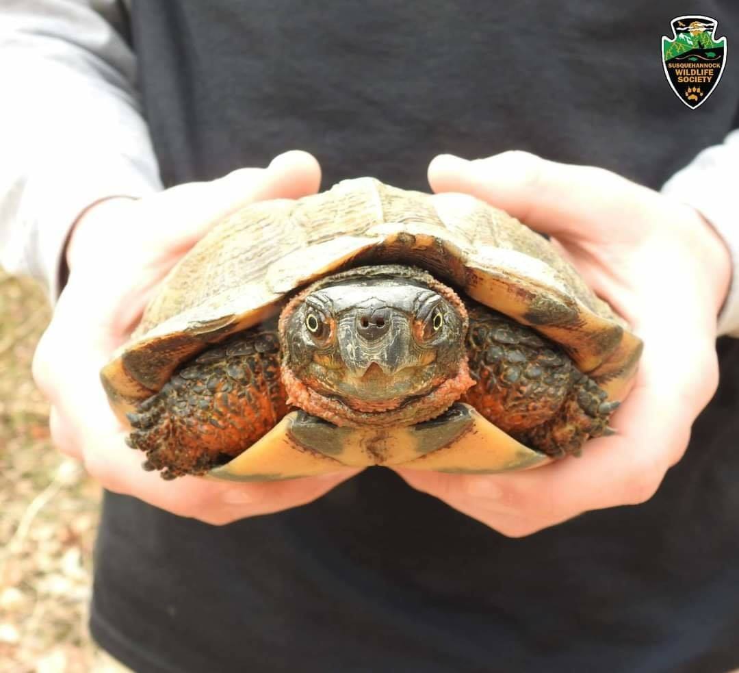 Research Collaboration Predicts Impacts From Climate Change on Wood Turtles