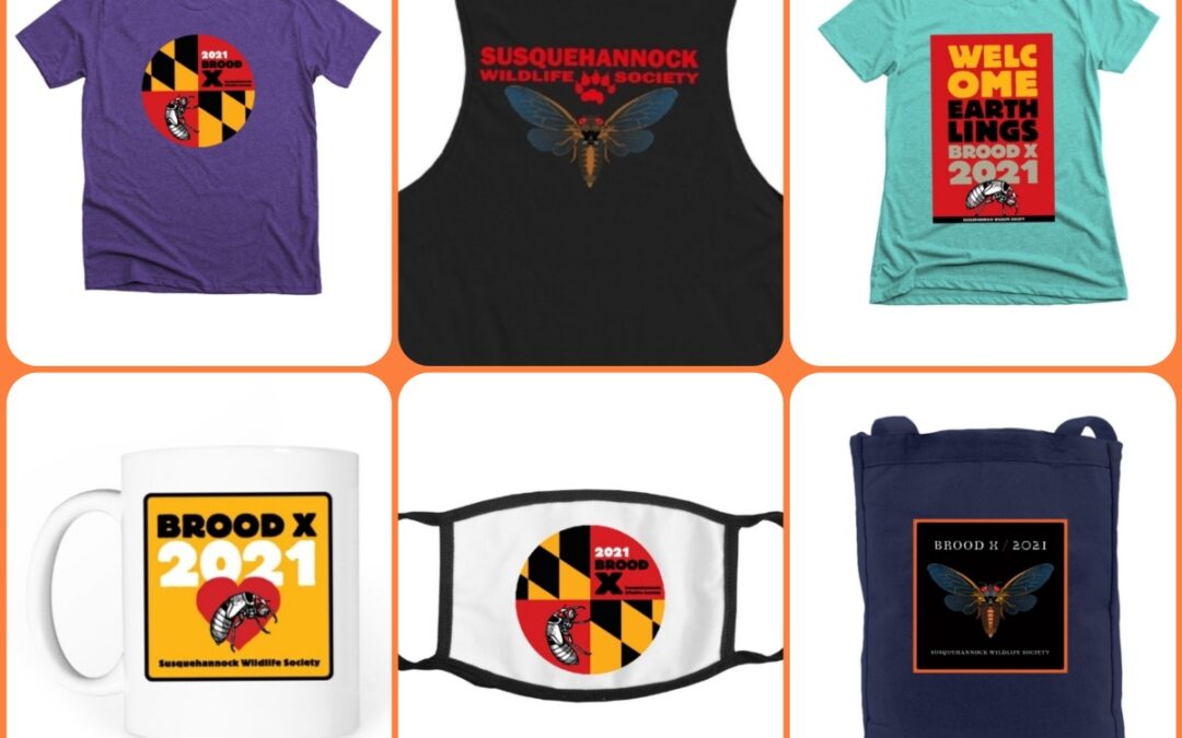 Cicada Brood X Merch Now Available