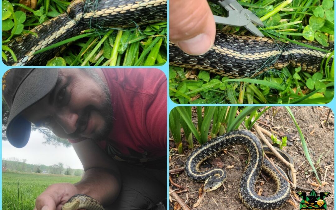 Garter Snake Rescued From Landscape Netting
