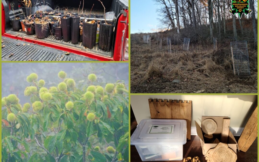 American Chestnut Trees Return to the Wildlife Center Property