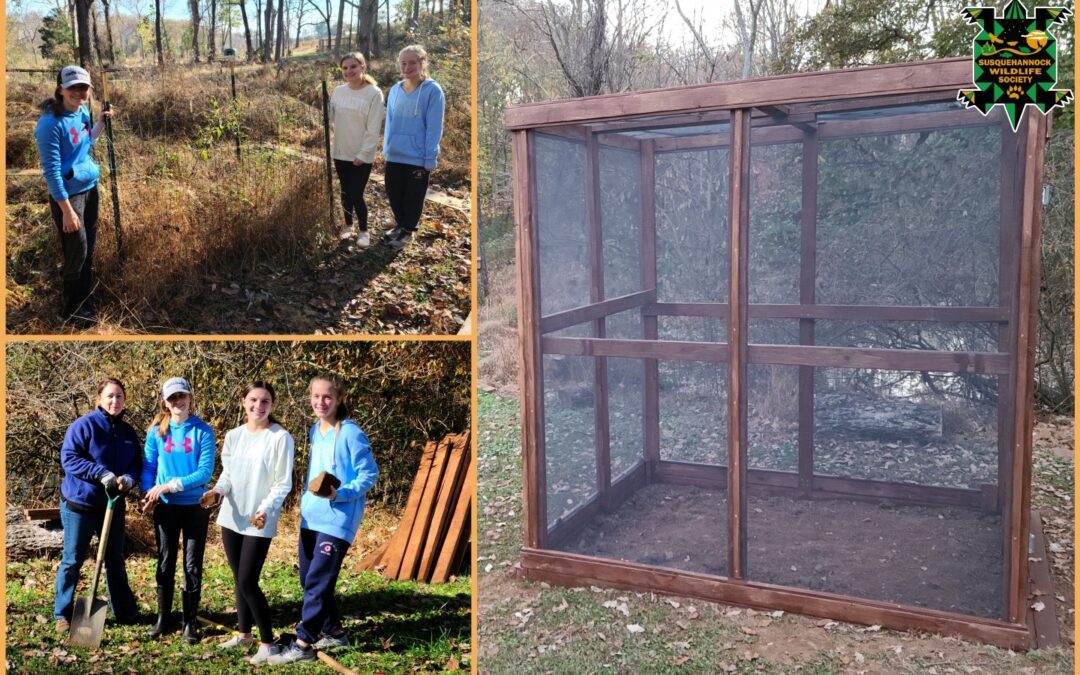 Girl Scout Builds Enclosure for Baltimore Checkerspot Butterflies