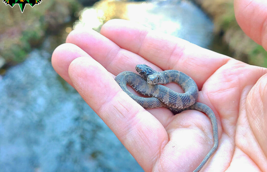 Two-Headed Water Snake Finds a Home at the Wildlife Center