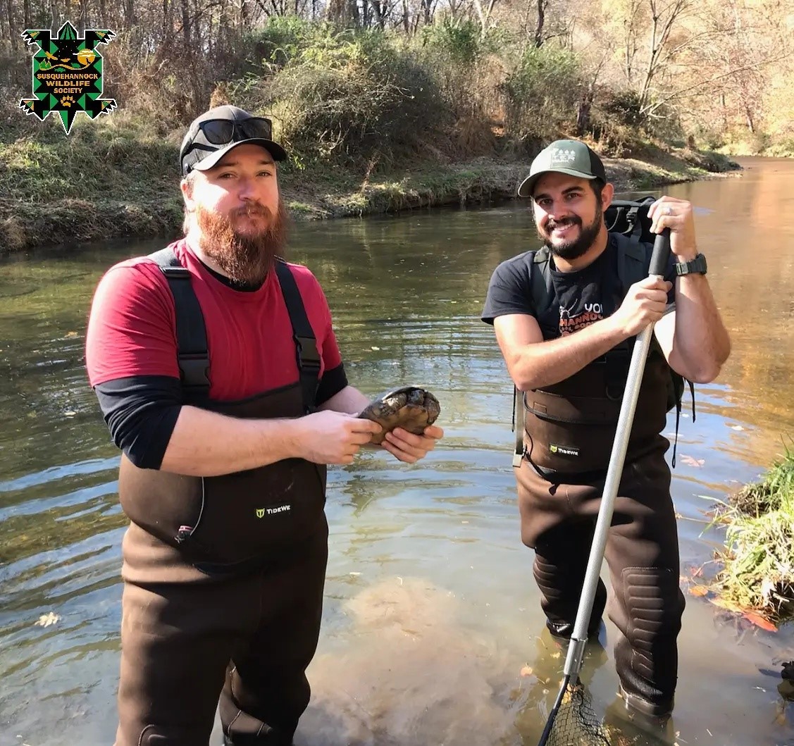 Wood Turtle Surveys in Harford County - Susquehannock Wildlife Society