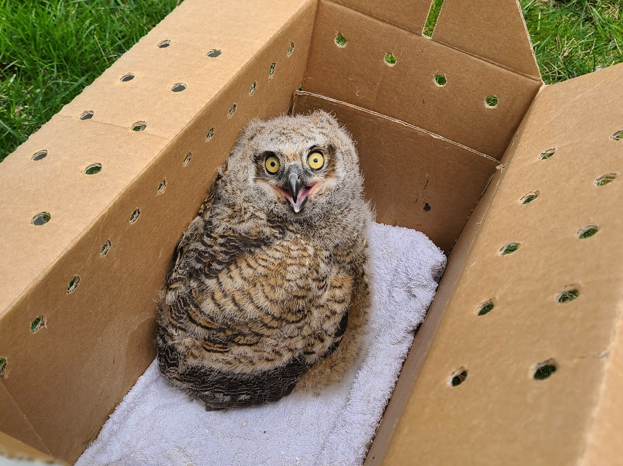 Great Horned Owl Renesting