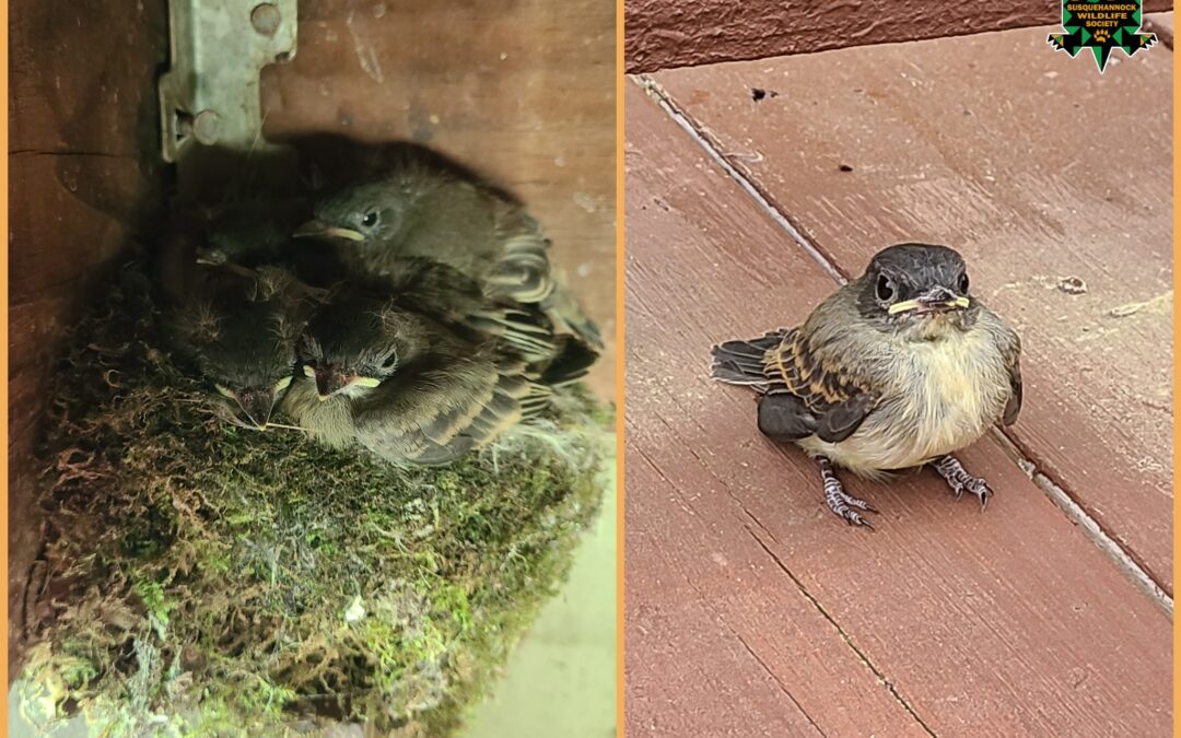 Baby Bird Season is Here