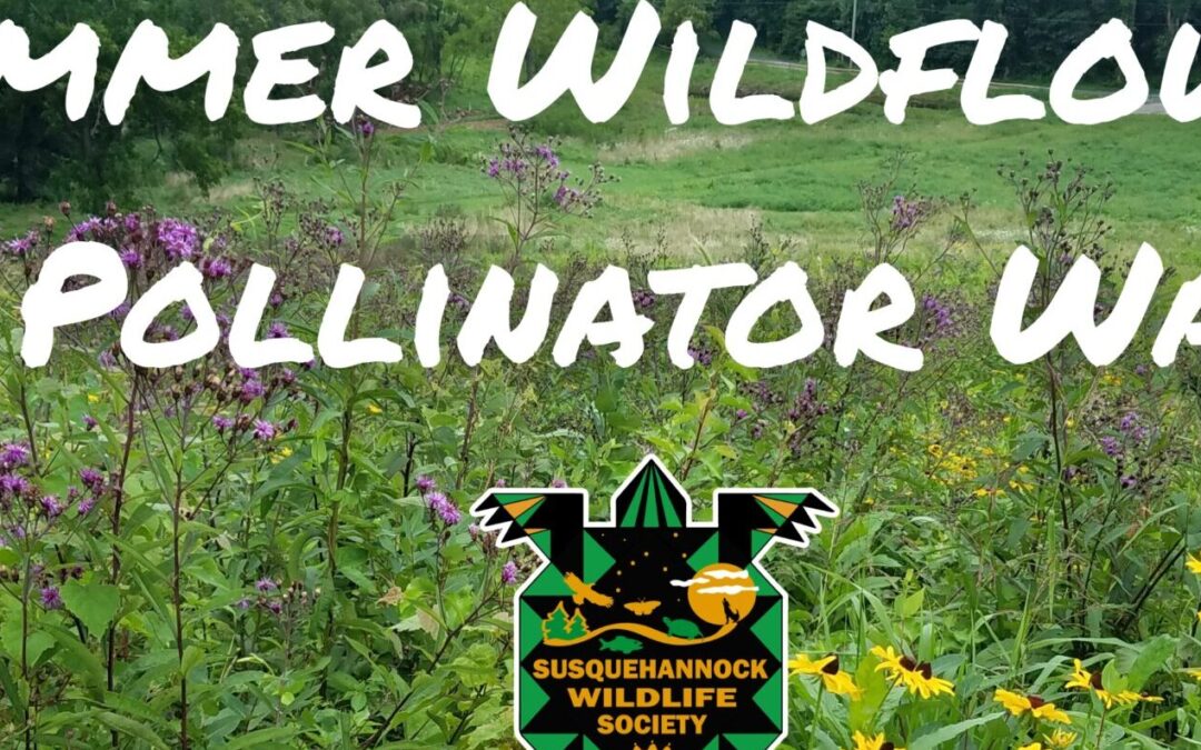 Summer Wildflower & Pollinator Walk