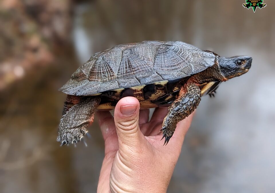 Wood Turtle Research Recap
