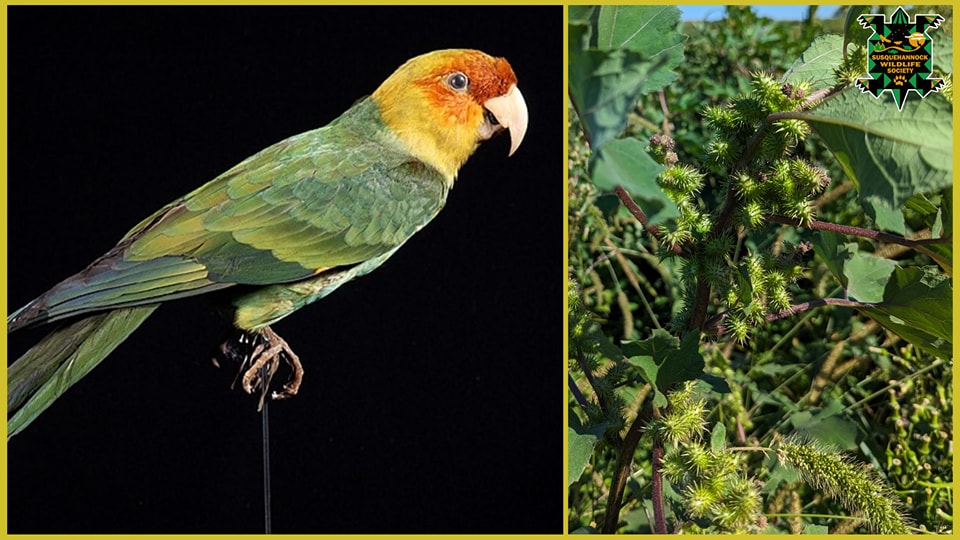 ECHOES OF THE LONG GONE CAROLINA PARAKEET