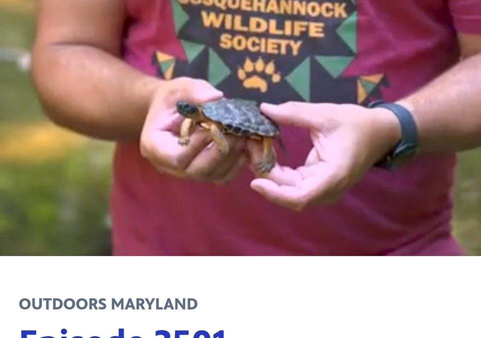 SWS FEATURED IN MPT OUTDOORS MARYLAND SEGMENT ABOUT BOG & WOOD TURTLE RESEARCH