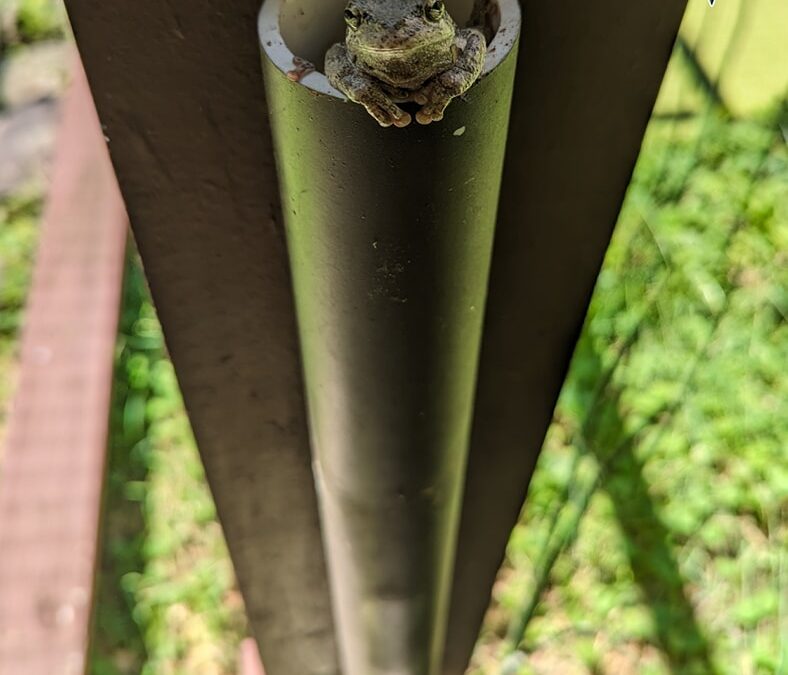 These Tree Frog Tubes Really Work