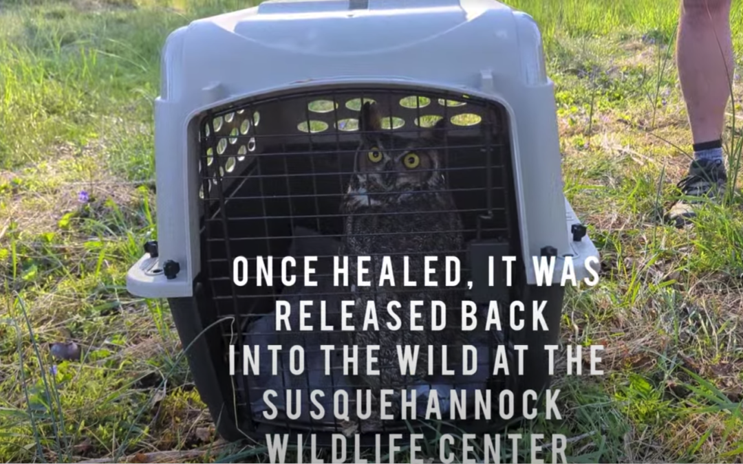 Great Horned Owl Release
