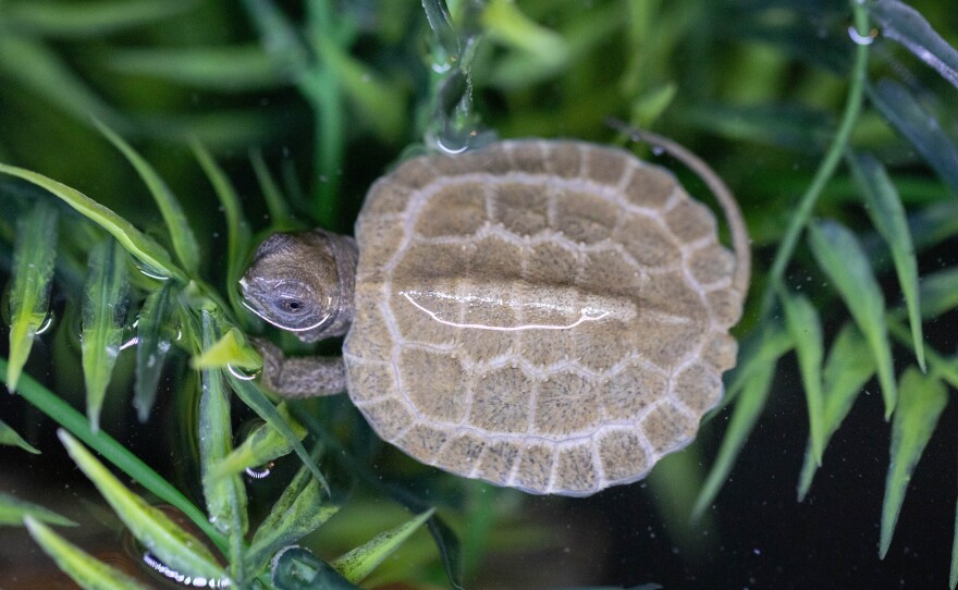 SWS on WYPR Radio Discussing Wood Turtle Head-starting Project